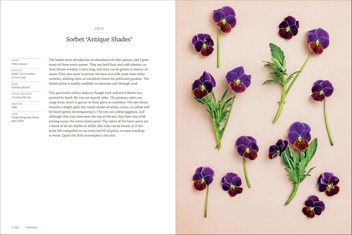 Pansies - How To Grow