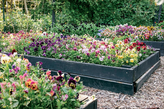 Pansies - How To Grow