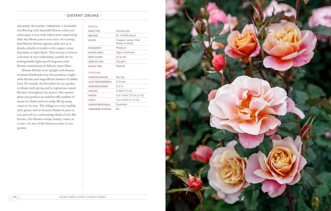 Garden Roses - Grace Rose Farm