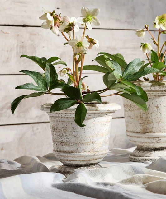 Urn Planter - Rustic White Large
